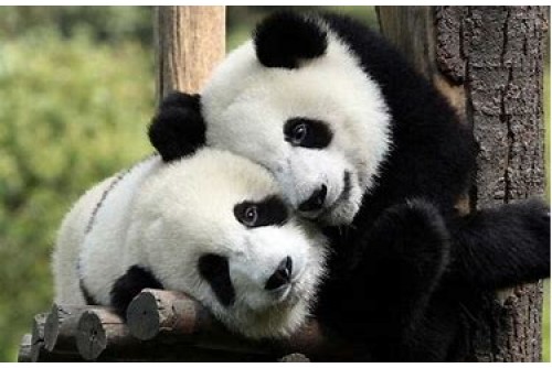 Dujiangyan Panda Base 