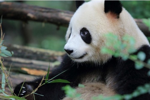 Chengdu Research Base of Giant Panda Breeding