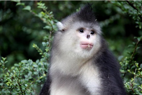 Natural mountain monkeys サルボックリー2 Natural mountain monkeys サルボックリー2 Natural mountain