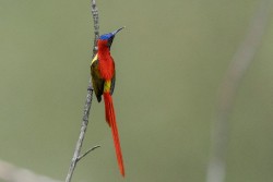 Baihualing Bird Potography Tour, Photos Courtesy of Yang Chengwu