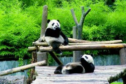 Chengdu Research Base of Giant Panda Breeding