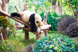Chengdu Research Base of Giant Panda 