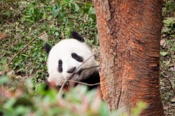 Chengdu Research Base of Giant Panda Breeding