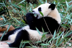 Chengdu Research Base of Giant Panda Breeding