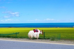 Qinghai Lake, Xining