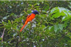 Scarlet Minivet