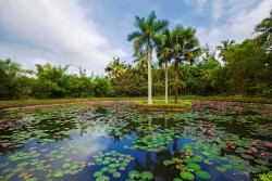 Xishuangbanna Tropical Batanical Garden