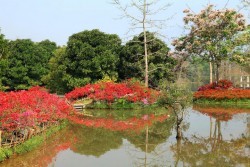 Xishuangbanna Tropical Botanical Garden