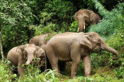 Xishuangbanna Wild Elephant Valley