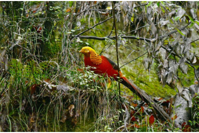 Birds of Tangjiahe