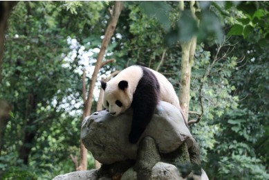 Dujiangyan Panda Base Panda, Chengdu