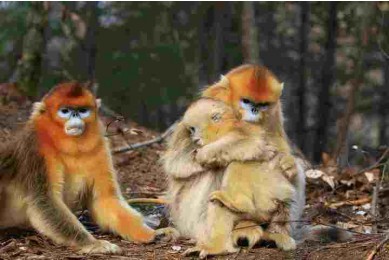 Yunnan Snub-Nosed Monkey Nature Reserve, Tacheng