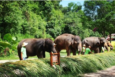 Xishuangbanna Wild Elephant Valley 