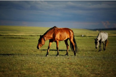 Hohhot Xilamuren Grassland