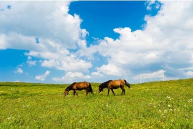 Hohhot Xilamuren Grassland