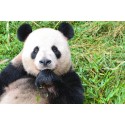 Chengdu 2-Day Dujiangyan Panda Base Panda Keeper Program