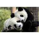 Dujiangyan Panda Base Panda Keeper Program Day Tour from Chengdu