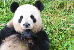 Dujiangyan Panda Base, Chengdu