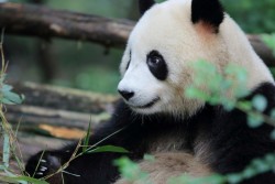 Dujiangyan Panda Base, Chengdu