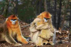 Yunnan Snub-Nosed Monkey Nature Reserve, Tacheng