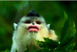 Yunnan Snub-Nosed Monkey Nature Reserve, Tacheng