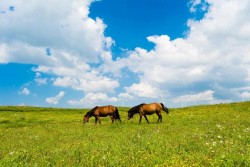 Hohhot Xilamuren Grassland