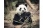 Chengdu Research Base of Giant Panda 