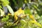 Black-headed Bulbul