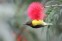 Brown-throated Sunbird