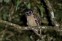 Brown Wood-owl