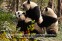 Chengdu Research Base of Giant Panda Breeding