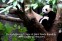 Chengdu Research Base of Giant Panda Breeding