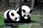 Chengdu Research Base of Giant Panda Breeding