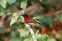 Crimson Sunbird