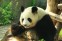 Chengdu Research Base of Giant Panda Breeding