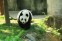 Chengdu Research Base of Giant Panda Breeding