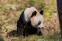 Chengdu Research Base of Giant Panda Breeding