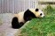 Chengdu Research Base of Giant Panda Breeding