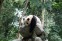 Chengdu Research Base of Giant Panda Breeding