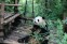 Chengdu Research Base of Giant Panda Breeding