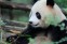 Chengdu Research Base of Giant Panda Breeding