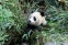 Chengdu Research Base of Giant Panda Breeding