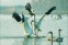 Poyang Lake Birding