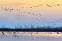 Poyang Lake Birding