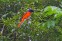 Scarlet Minivet