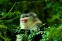 Yunnan Snub-Nosed Monkey Nature Reserve, Tacheng