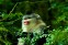 Yunnan Snub-Nosed Monkey Nature Reserve, Tacheng
