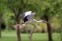 The Asian Openbill or Asian Openbill Stork